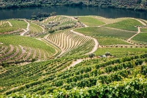 From Porto: Douro Valley w/ Boat Tour, Wine Tasting & Lunch