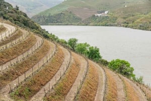 Från Porto: Tur i liten grupp till Dourodalen med vin och kryssning