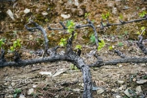 Från Porto: Tur i liten grupp till Dourodalen med vin och kryssning