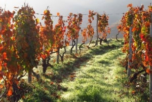 Från Porto: Douro Valley Tour med provsmakningar, båttur och lunch