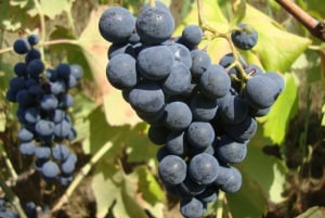 Från Porto: Douro Valley Tour med provsmakningar, båttur och lunch