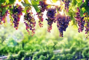 Fra Porto: Dagsudflugt til Douro-dalen