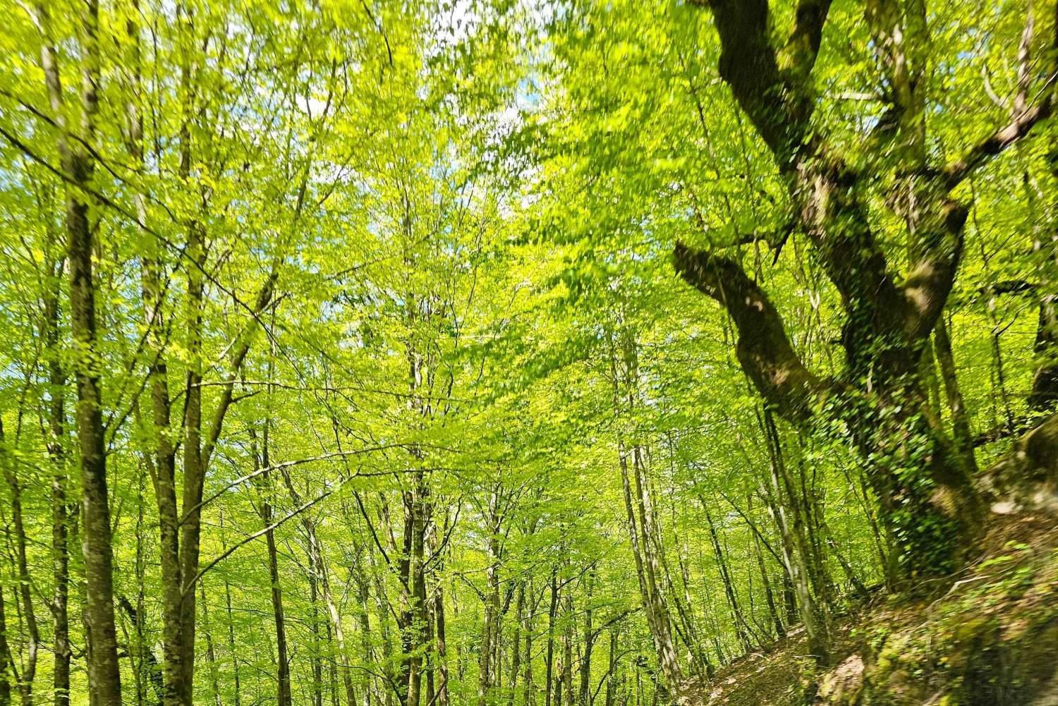 Da Porto: Tour di un giorno intero nel Parco Nazionale di Gerês