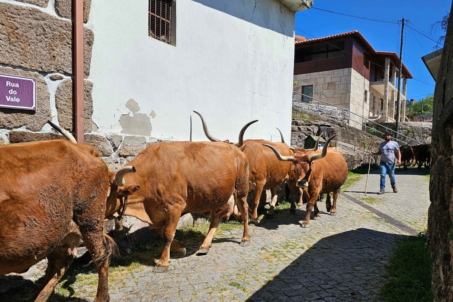 Vanuit Porto: Dagvullende tour in het nationale park Gerês