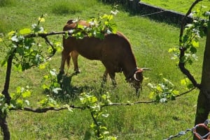 Depuis Porto : Visite d'une jounée dans le parc national de Gerês
