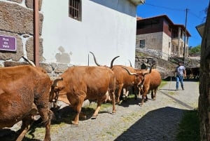 Vanuit Porto: Dagvullende tour in het nationale park Gerês