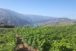 Fra Porto: Privat omvisning i Douro-dalen med bookingtjeneste
