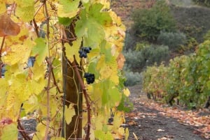 Fra Porto: Privat omvisning i Douro-dalen med bookingtjeneste