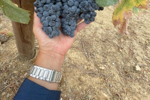 Desde Oporto: Tour Privado del Valle del Duero con Crucero y Vino