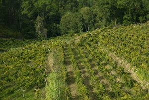 Из Порту: частный тур по винодельческим хозяйствам с дегустацией зеленого вина, обедом и посещением дворца.