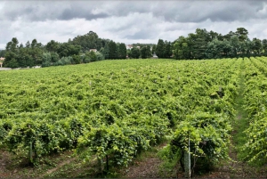 Из Порту: частный тур по винодельческим хозяйствам с дегустацией зеленого вина, обедом и посещением дворца.