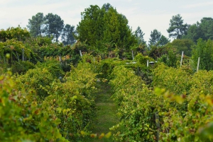 Из Порту: частный тур по винодельческим хозяйствам с дегустацией зеленого вина, обедом и посещением дворца.