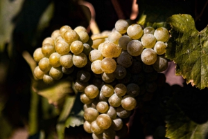 Из Порту: частный тур по винодельческим хозяйствам с дегустацией зеленого вина, обедом и посещением дворца.