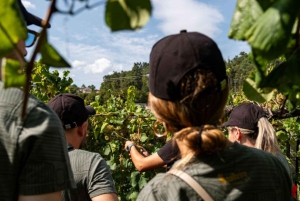 Из Порту: частный тур по винодельческим хозяйствам с дегустацией зеленого вина, обедом и посещением дворца.