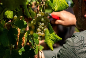 Из Порту: частный тур по винодельческим хозяйствам с дегустацией зеленого вина, обедом и посещением дворца.