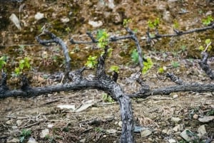 From Porto: Small Group Douro Valley Tour with Wine & Cruise