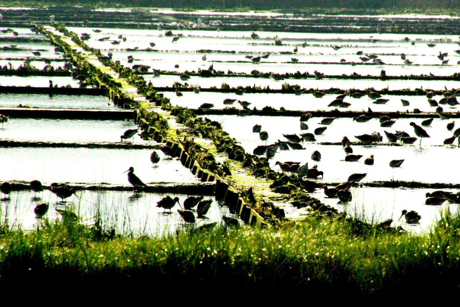 Z Porto do Aveiro: rejs, ptaki, saliny, Costa Nova i Vista Alegre