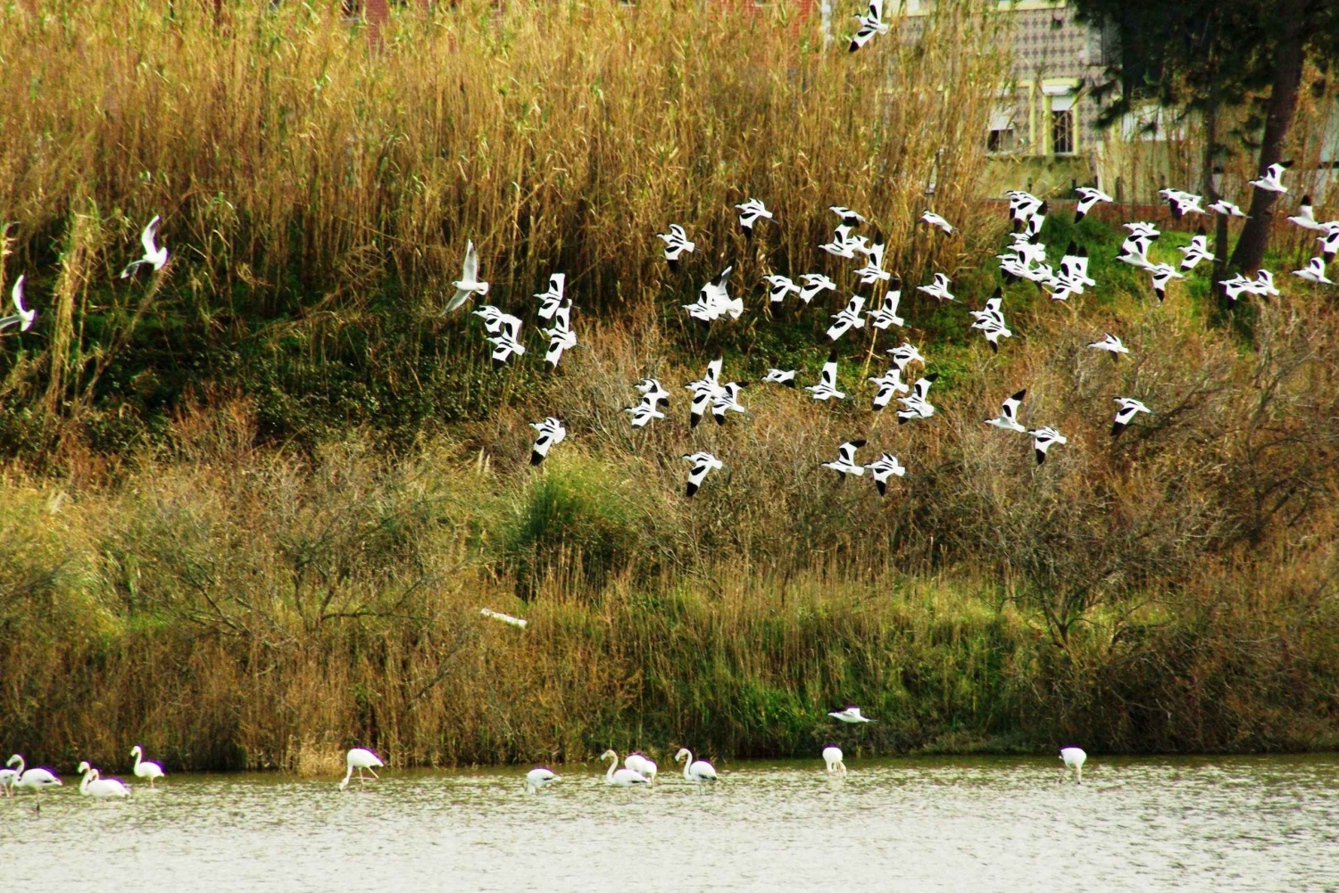 Z Porto do Aveiro: rejs, ptaki, saliny, Costa Nova i Vista Alegre