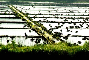 Z Porto do Aveiro: rejs, ptaki, saliny, Costa Nova i Vista Alegre
