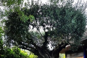 Tour particular de Lisboa ao Porto via Fátima, Nazaré e Aveiro