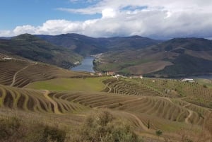 Porto: 3 Douro Vallei Wijngaarden Tour met Lunch