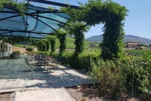 Porto: 3 Douro Vallei Wijngaarden Tour met Lunch