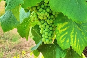 Porto: 3 vinregioner och lunch på en gård med utsikt för små grupper