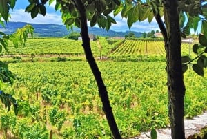 Porto: 3 vinregioner och lunch på en gård med utsikt för små grupper