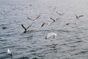 Порту: Лодочная экскурсия 'Аутентичная португальская кухня