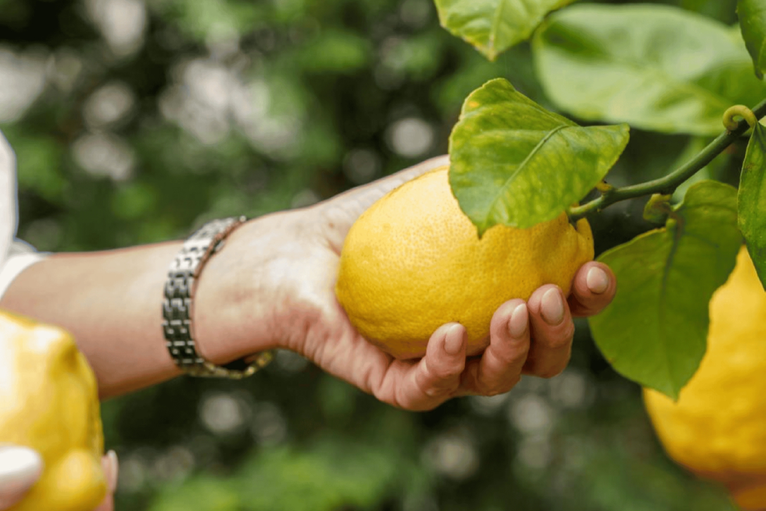 Porto centro- Laboratorio 'A nata do BJ' per la preparazione di paste di frutta e verdura