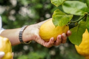 Porto centro- Laboratorio 'A nata do BJ' per la preparazione di paste di frutta e verdura