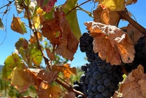 From Porto: 2 Wine Regions, Farm Lunch, and Boat Ride