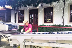 Porto: Dourovallei, 2 wijnhuizen, lunch & privéboottocht