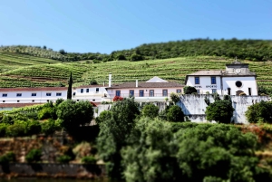 Porto: Dourovallei, 2 wijnhuizen, lunch & privéboottocht