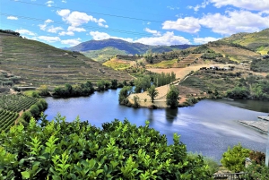 Porto: Dourovallei, 2 wijnhuizen, lunch & privéboottocht