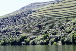 Porto: Dourovallei, 2 wijnhuizen, lunch & privéboottocht