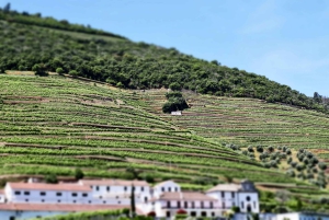 Porto: Dourovallei, 2 wijnhuizen, lunch & privéboottocht