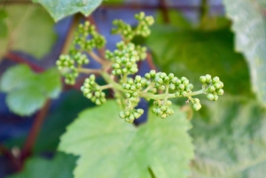 Porto: Dourovallei, 2 wijnhuizen, lunch & privéboottocht