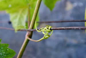 Porto: Dourovallei, 2 wijnhuizen, lunch & privéboottocht