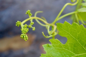 Porto: Dourovallei, 2 wijnhuizen, lunch & privéboottocht