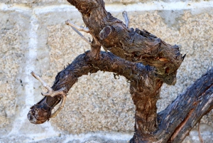 Porto: Dourovallei, 2 wijnhuizen, lunch & privéboottocht