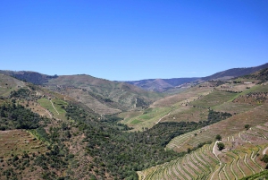 Porto: Dourovallei, 2 wijnhuizen, lunch & privéboottocht