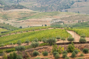 Porto: Dourovallei, 2 wijnhuizen, lunch & privéboottocht