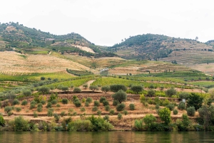 Porto: Dourovallei, 2 wijnhuizen, lunch & privéboottocht