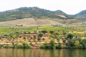 Porto: Dourovallei, 2 wijnhuizen, lunch & privéboottocht