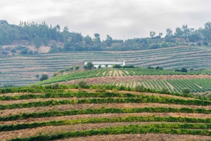 Porto: Dourovallei, 2 wijnhuizen, lunch & privéboottocht