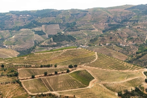 Porto: Dourovallei, 2 wijnhuizen, lunch & privéboottocht