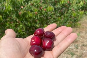 Porto: Tour enogastronomico della Valle del Douro e di Amarante