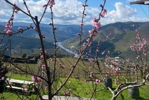 Porto - Dourodalen Halvdagsutflykt i Dourodalen med vin och matupplevelser