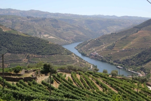 Porto: Douro Valley Half-Day Wine and Food Tour